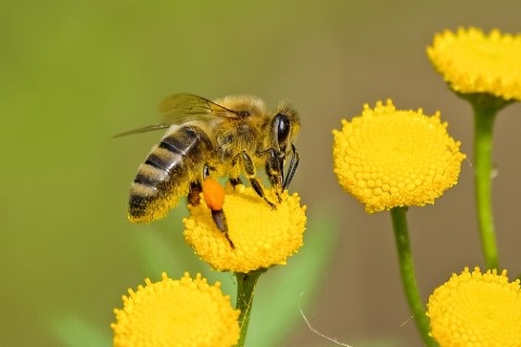 Papier sparen und damit Bienen schützen